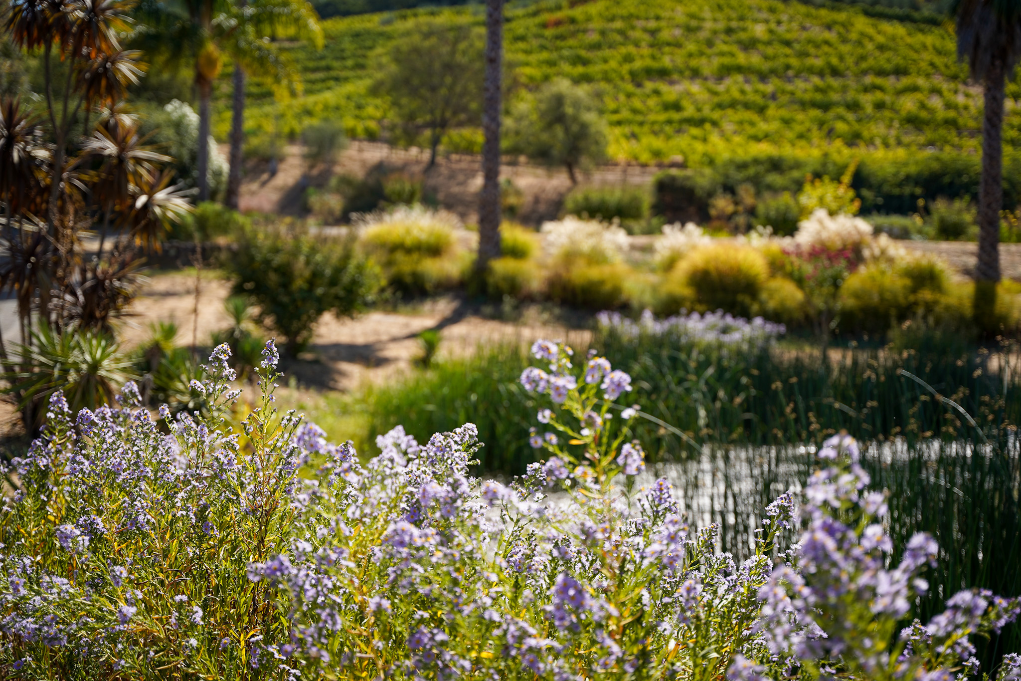 Discover One of America's Top 10 Winery Tours: An Immersive Exploration of Biodynamic Wine Production at Benziger Family Winery in Sonoma Valley