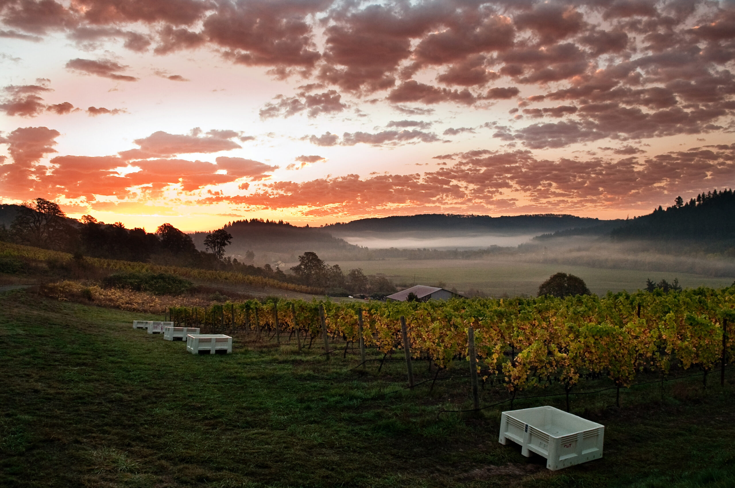 Celebrate Harvest Season at These 10 Delightful October Food & Wine Events - Stargazing & Wine Tasting in the Vineyard