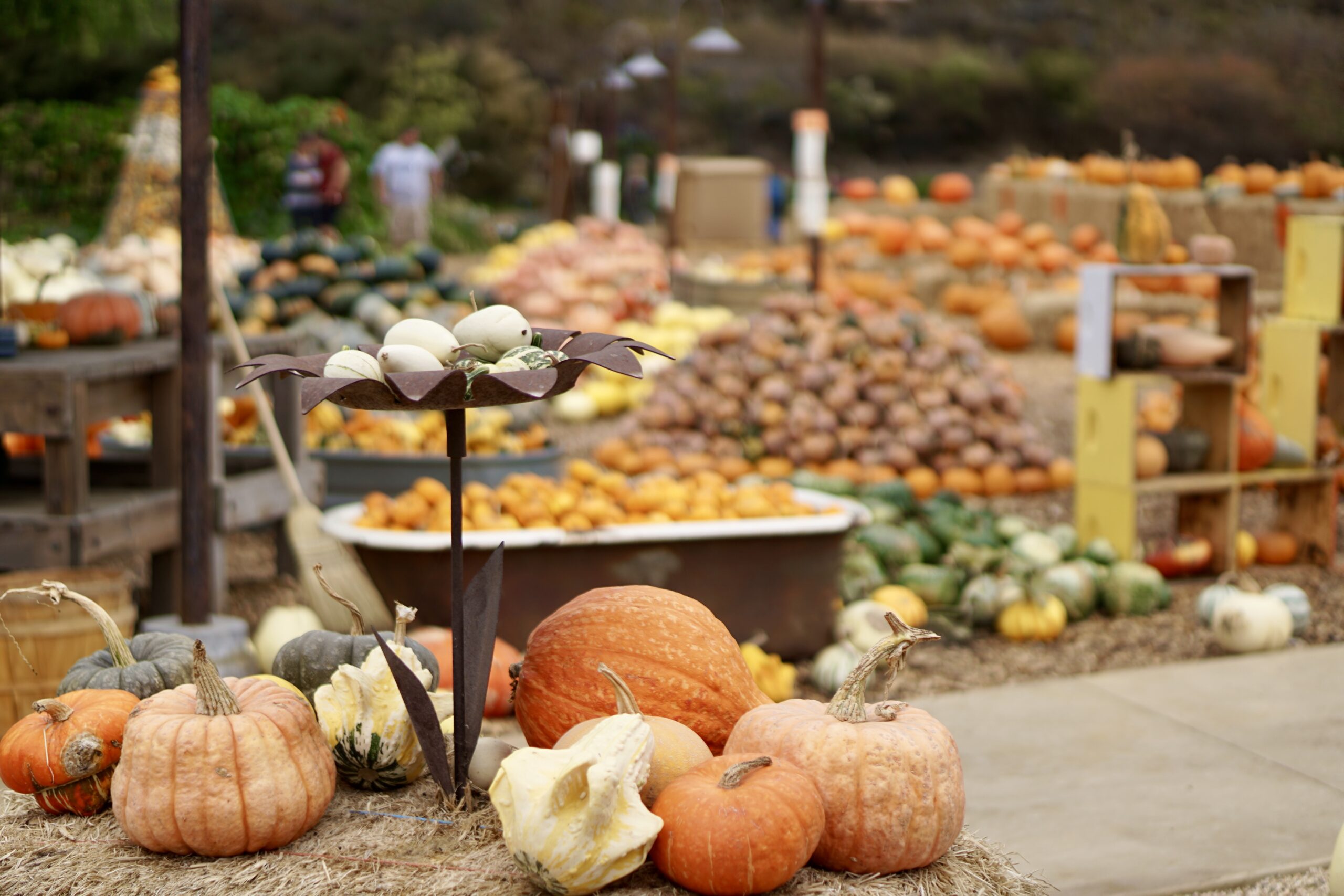 Charming Fall Festivals & Unique Pumpkin Patches That Are Fun For Families