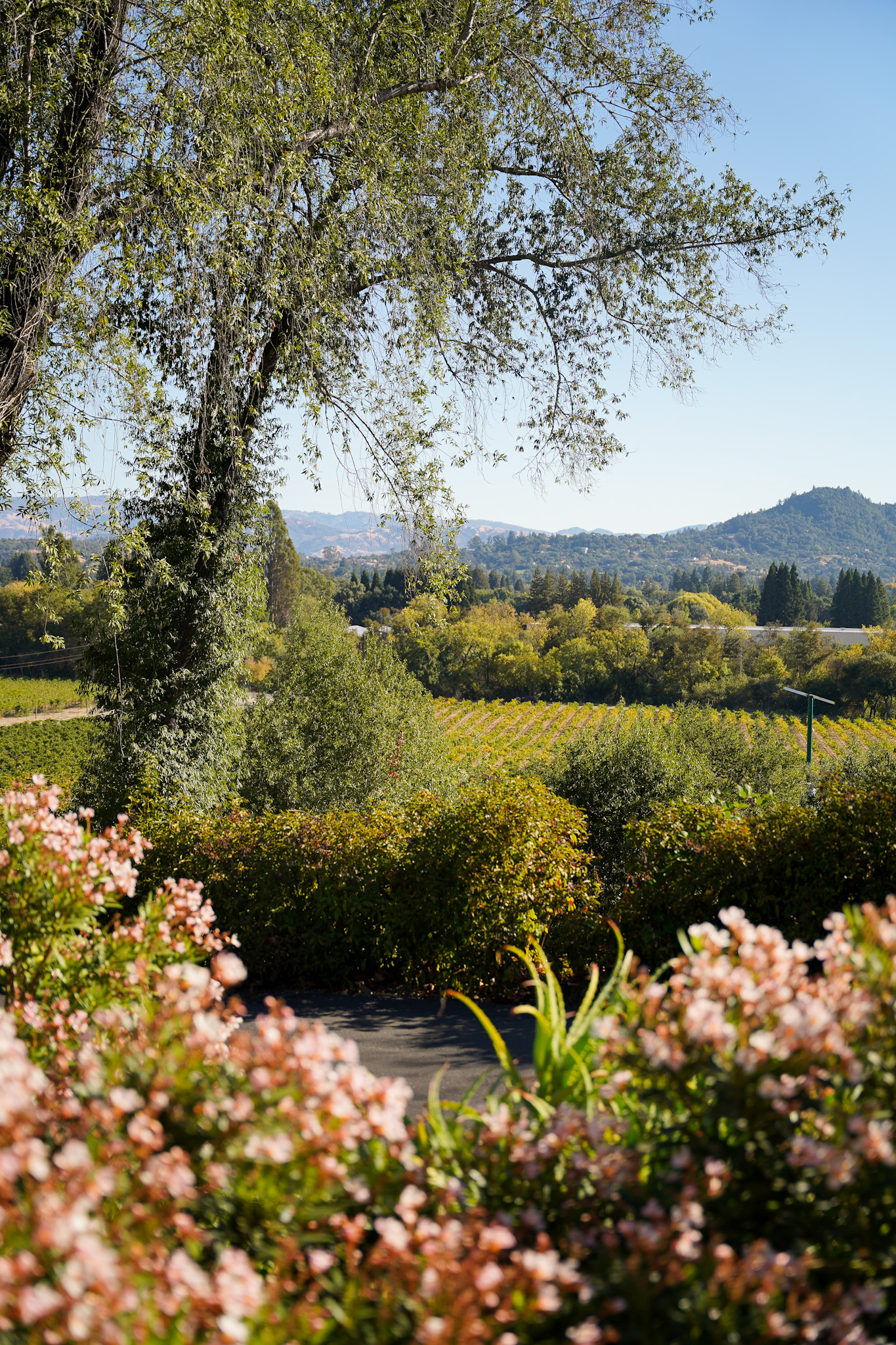 3 Gourmet Restaurants That Elevate The Dining Experience in Healdsburg California - Sonoma Valley Travel Tips - The Madrona Hotel