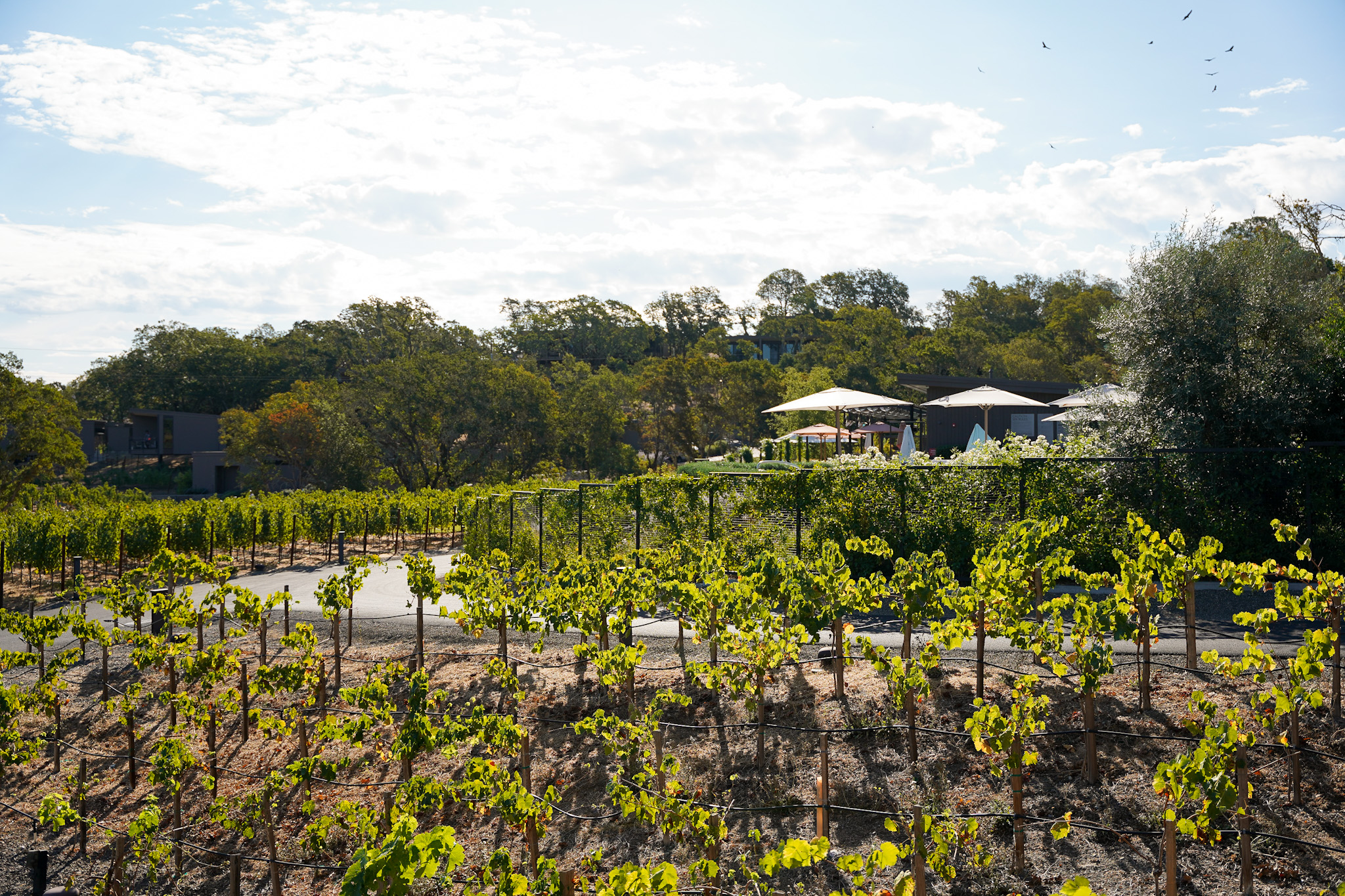 Where To Eat in Sonoma Valley - 3 Gourmet Restaurants That Elevate The Dining Experience in Healdsburg California - Sonoma Valley Travel Tips