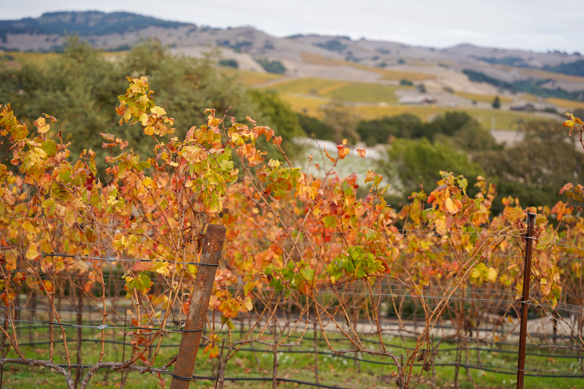 Napa Food & Wine Guide: The Ultimate Epicurean Experience in California's Wine Country