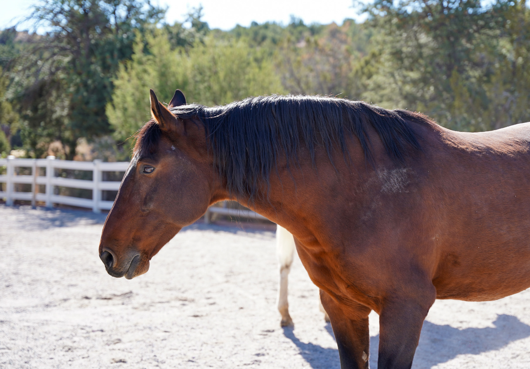 Santa Fe New Mexico Luxury Travel Guide - EQUUS Cultural Horse Herd Encounter