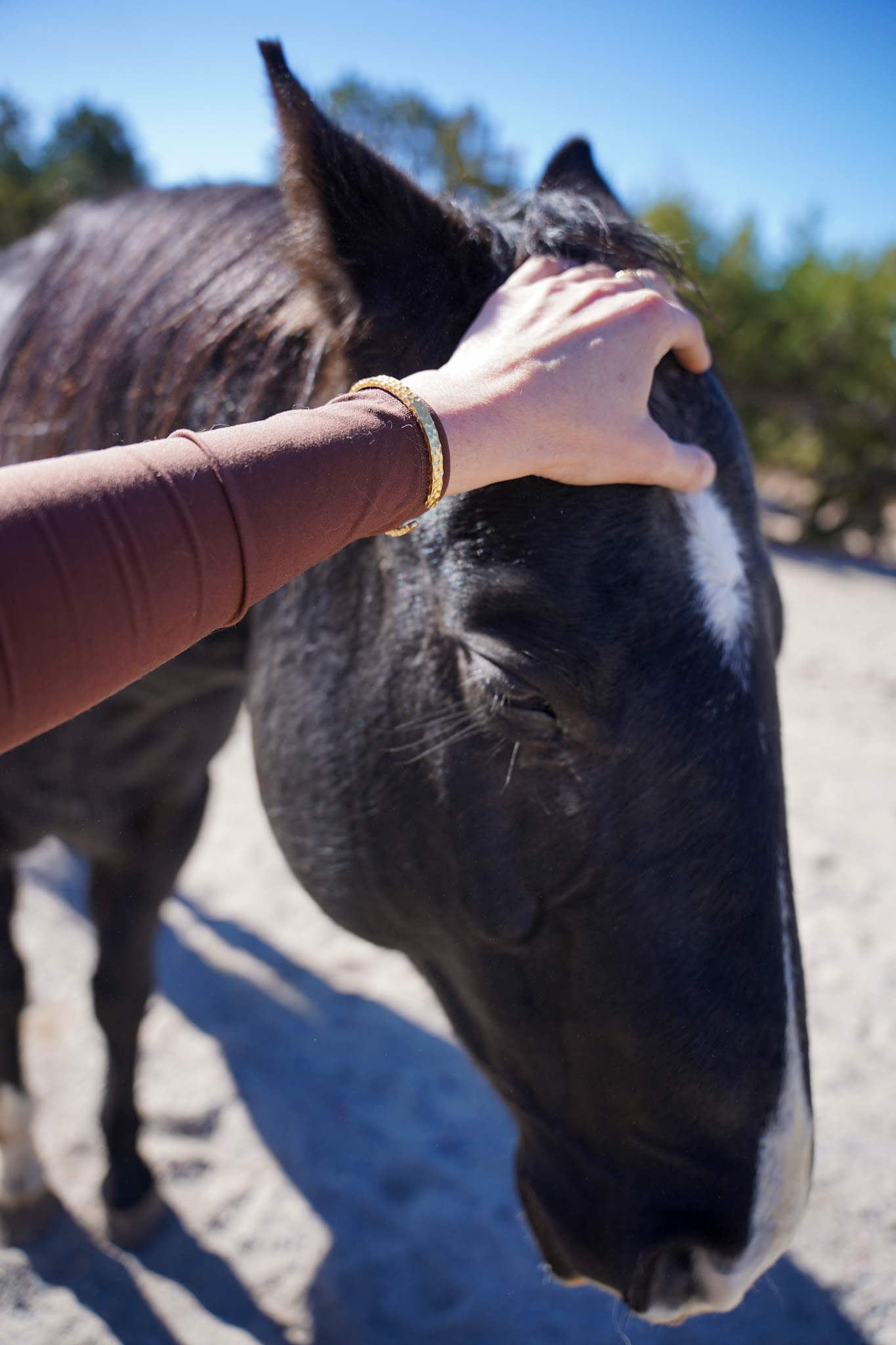 Santa Fe New Mexico Luxury Travel Guide - EQUUS Cultural Horse Herd Encounter