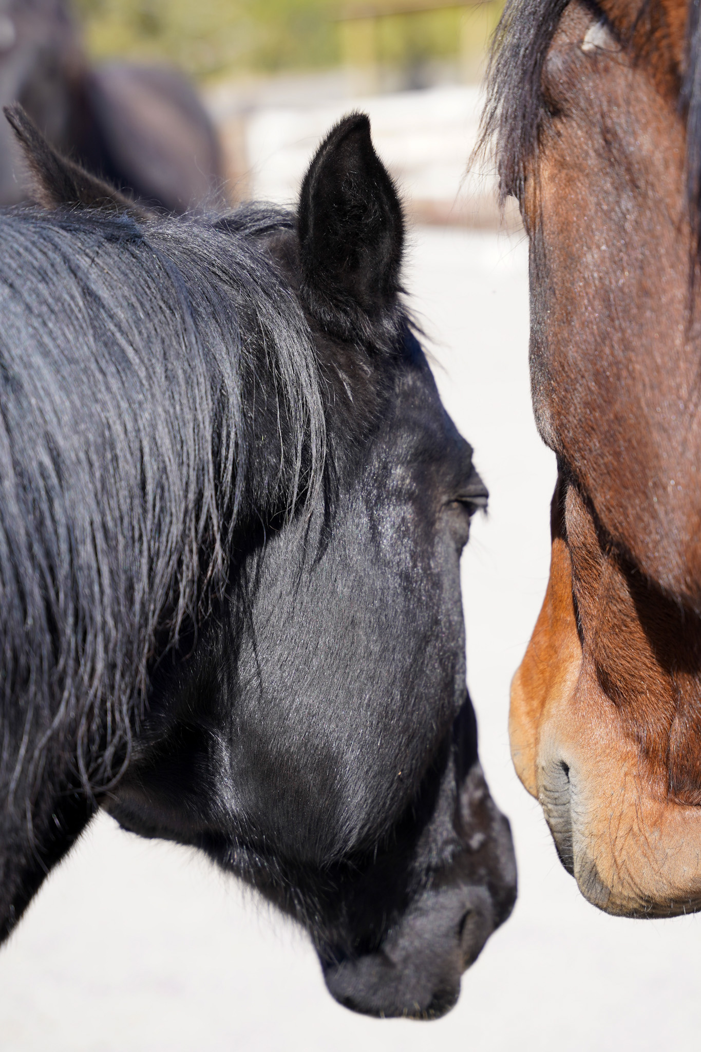 Santa Fe New Mexico Luxury Travel Guide - EQUUS Cultural Horse Herd Encounter