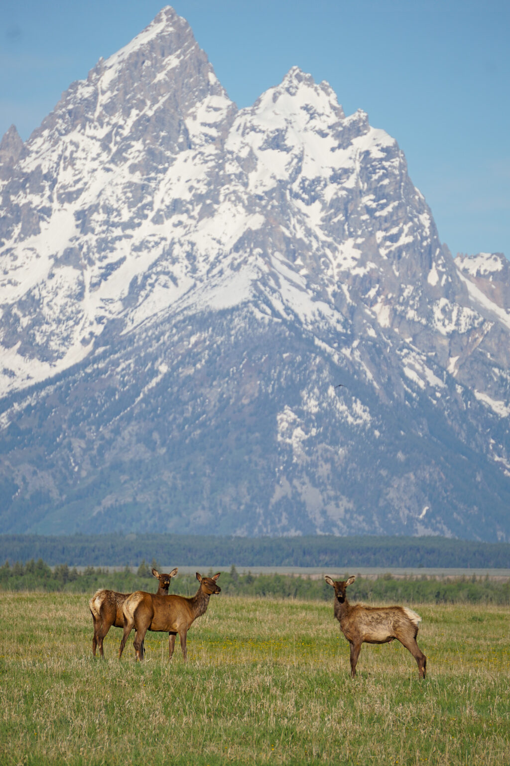 Out of The Box Experiential Holiday Gifts That Create Incredible Memories - Jackson Hole Wildlife Safaris