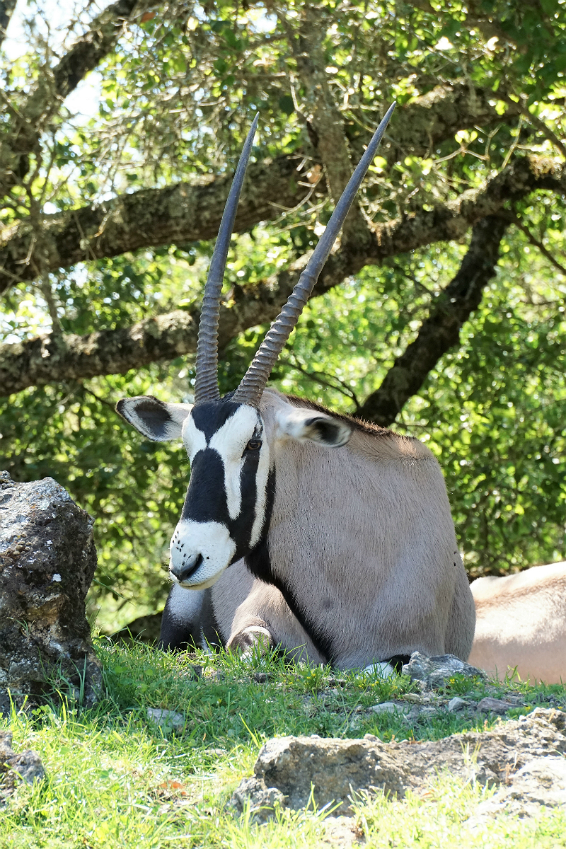 Out of The Box Experiential Holiday Gifts That Create Incredible Memories - Safari West