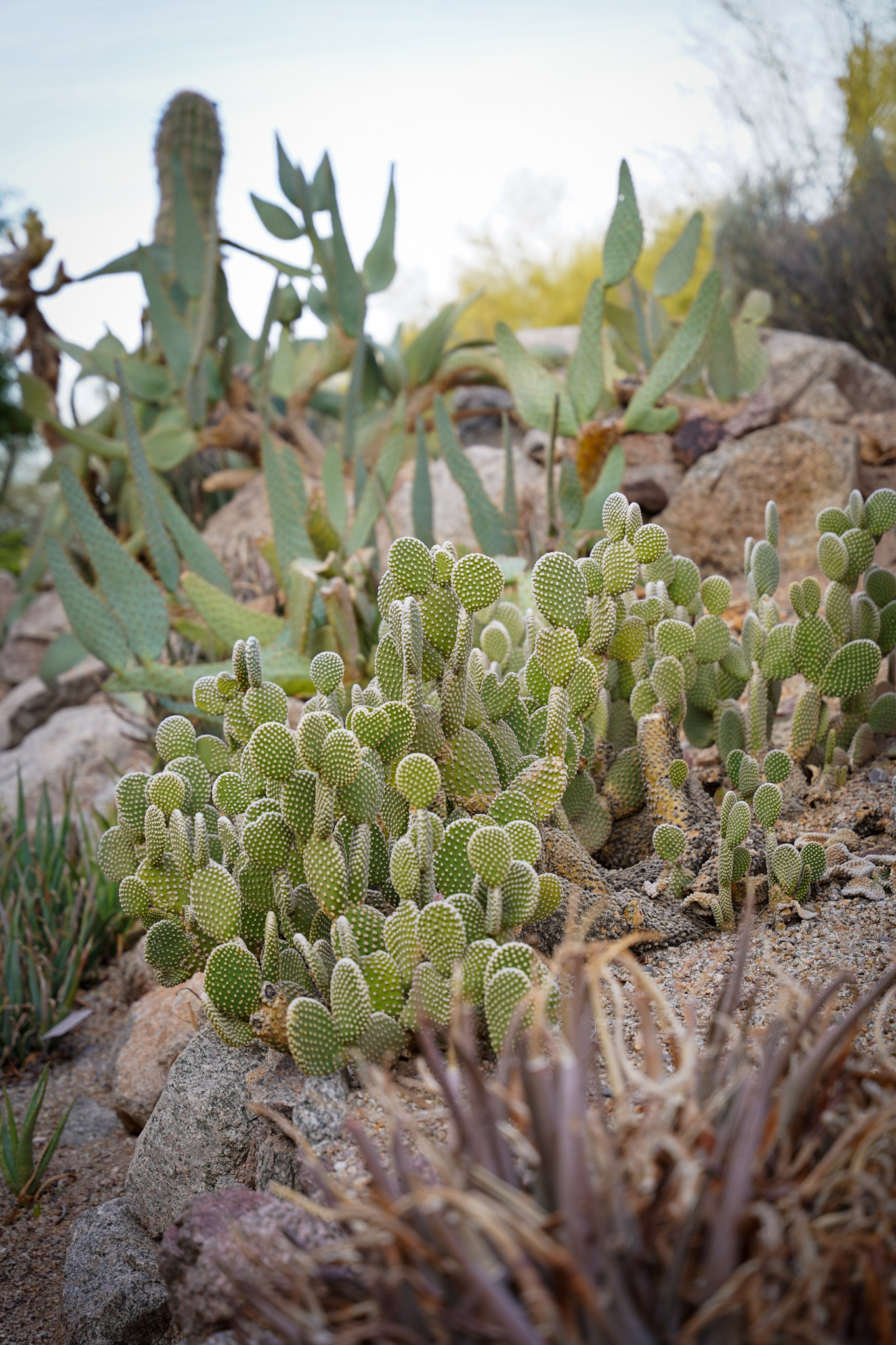 Scottsdale, Arizona - A Dreamy Desert Oasis for Tastemakers, Socialites, and Luxury Travel Enthusiasts - The Phoenician Resort