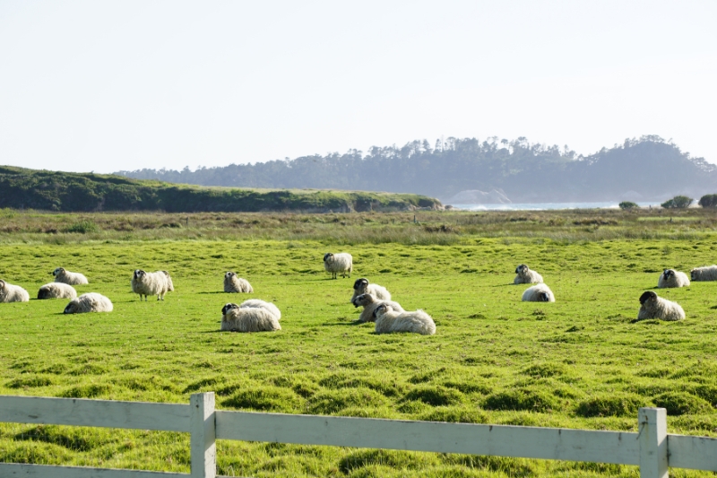 5 Delightful Restaurants on The Monterey Peninsula with Charming Settings or Beautiful Coastal Views - Mission Ranch Restaurant