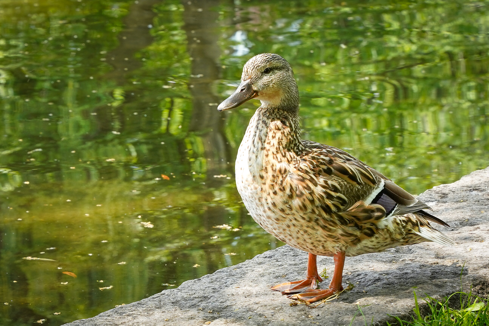 Discover The Best of Boston: A Luxury Travel Guide to New England's Historic Charm & Modern Elegance - Boston Public Garden